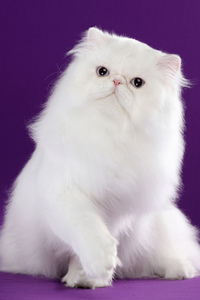 乳白色纯种波斯猫图片