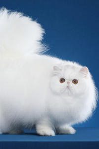 纯白色波斯猫，长毛猫图片
