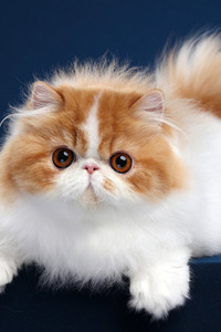 可爱的红白双色波斯猫图片