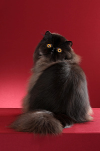 纯黑色的波斯猫图片，黢黑黢黑，发光的只剩了双眼