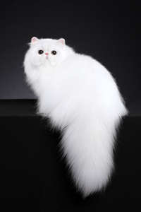 白色波斯猫图片，纯白不含杂色
