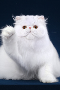 波斯猫图片，非常可爱的小猫咪