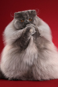 生气的纯灰色波斯猫，就问你怕不怕