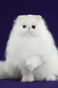 纯白色的异瞳波斯猫图片