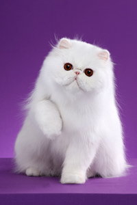 正宗的纯种白色波斯猫图片