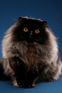 黑色波斯猫图片