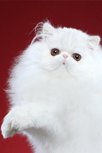 白色波斯猫高清图片，就问你我美不美