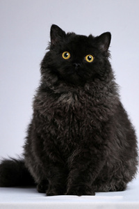 纯黑色正宗塞尔凯克卷毛猫和灰白双色的塞尔凯克卷毛猫图片