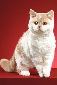 各种杂色系的塞尔凯克卷毛猫图片