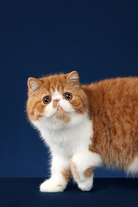 红虎斑色和白色的异国短毛猫图片