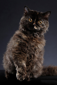一只“披着羊皮的猫”：黑色的塞尔凯克卷毛猫图片