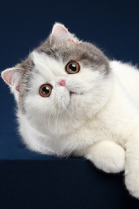 斑点双色的异国短毛猫图片