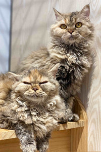 “猫中泰迪”：塞尔凯克卷毛猫图片