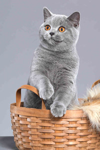 烟灰色的英国短毛猫图片