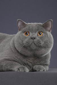 英国短毛猫（蓝猫）各种姿势造型图片