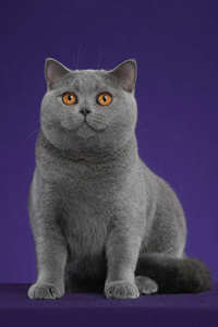 灰色的英国短毛猫图片