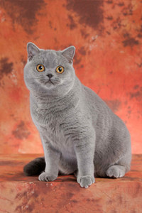 英国短毛猫的蓝猫图片