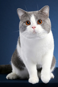 英国短毛猫的眼睛特征