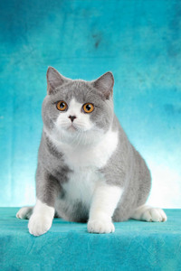 体形圆胖的英国短毛猫图片