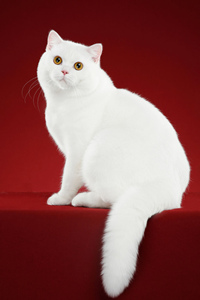 橙眼白色的英国短毛猫图片