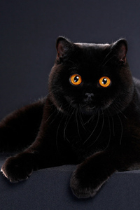 黑色的英国短毛猫图片