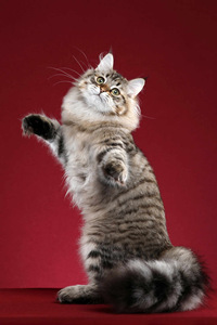 最大型的猫之一——西伯利亚猫高清图片