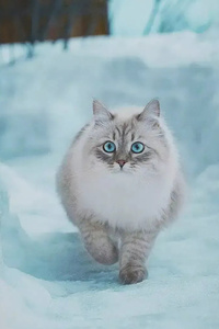西伯利亚猫的体型多大？