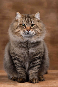 能抵抗西伯利亚地区的严寒的西伯利亚猫图片