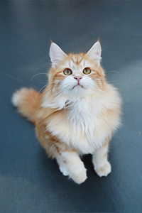 西伯利亚猫的眼睛特征
