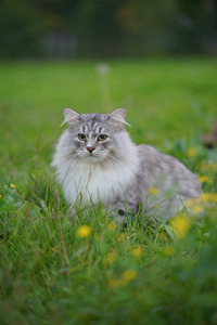 生命力极其顽强的西伯利亚猫图片