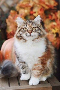 现存猫中体型最大、最古老的自然品种——西伯利亚猫
