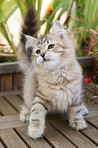 西伯利亚猫的耳朵特征