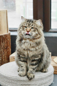 西伯利亚猫的毛色特征
