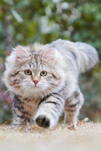西伯利亚猫的被毛特征