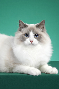 拥有美丽蓝色眼睛的布偶猫图片