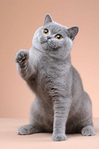 英国短毛猫蓝猫可爱图片大全