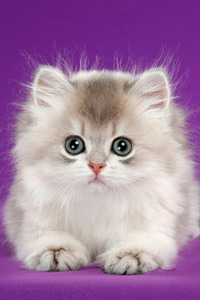 小巧可爱的小布偶猫图片
