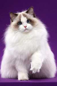 适应能力极强的布偶猫图片