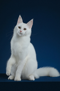 纯白色的缅因猫图片