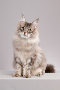 “先天性胆小”型的缅因猫图片