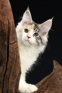 “家庭小卫士”型的缅因猫图片