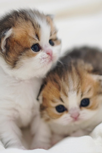 小巧可爱的米努特猫图片
