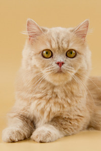 米努特猫的品种有哪些？