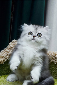 一脸迷茫的米努特猫图片