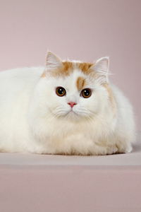活泼可爱的米努特猫图片