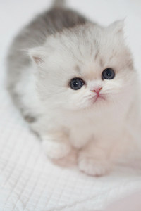 银渐层色的米努特猫图片