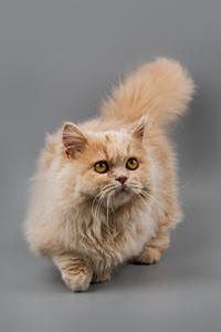 米努特猫到底是什么品种的猫？
