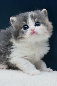 黑眼珠子的米努特猫图片