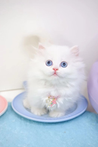 拥有一双Tiffany蓝眼睛的米努特猫图片