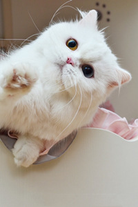纯白色的小短腿米努特猫图片